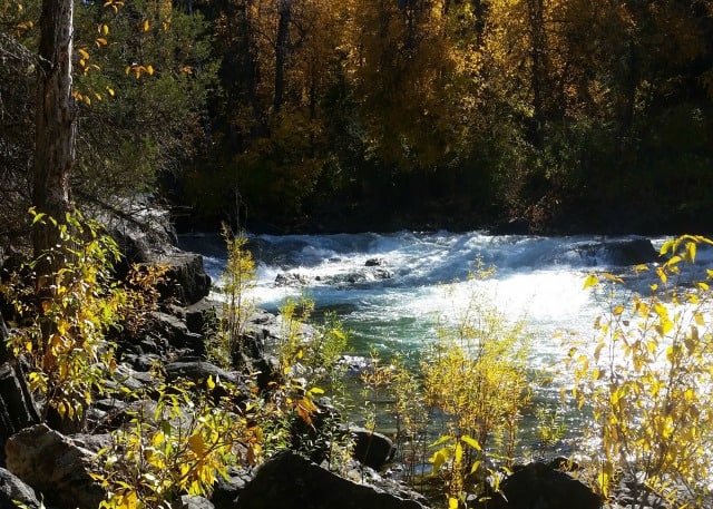 River surrounded by bushes and trees.