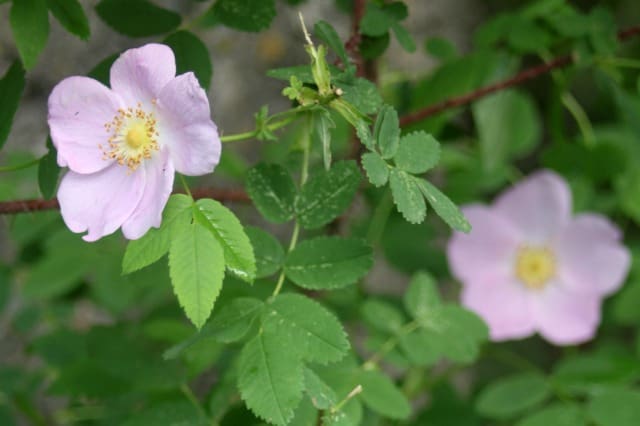 10 ways to use wild rose petals includes information for maximizing the beautiful blooms for food, medicine, and personal care products.