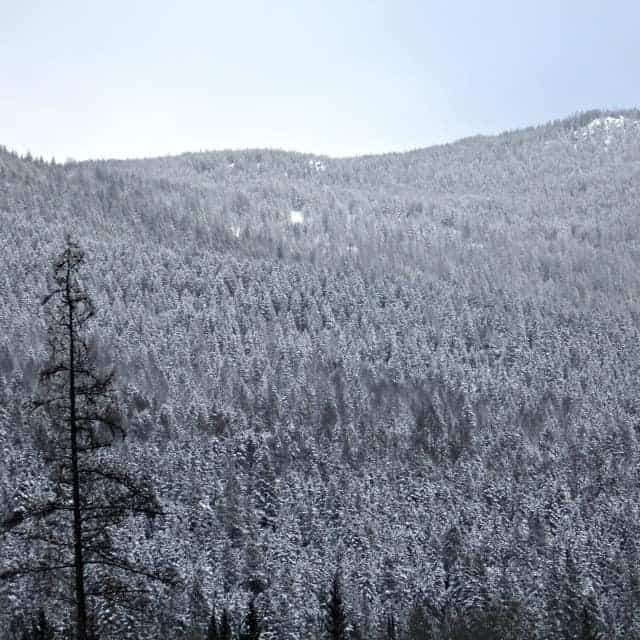 Snow covered trees up the side of a mountain with cloudy sky.