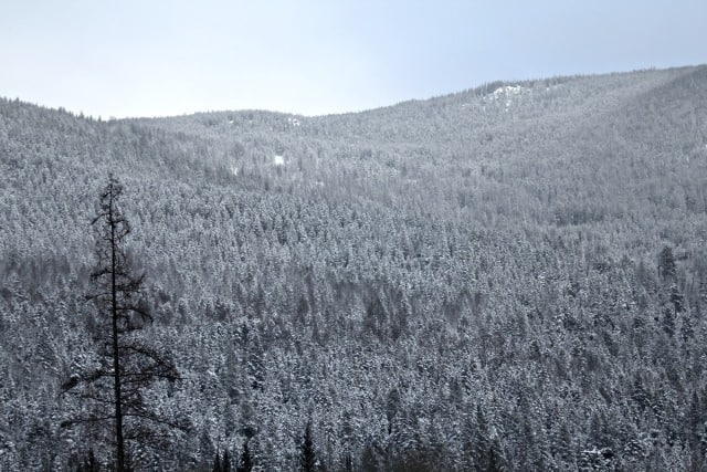 Snow covered mountain side.