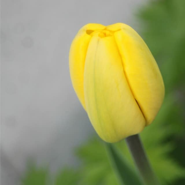 Yellow tulip bud photo get ready for spring.