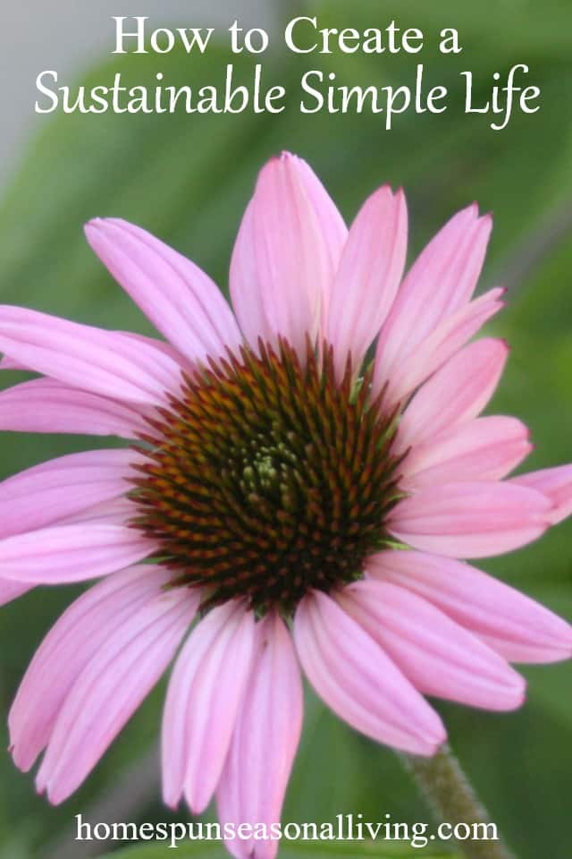 Purple coneflower picture.