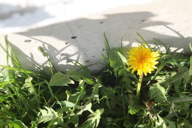 Single dandelion blossom in grass next to a wall.