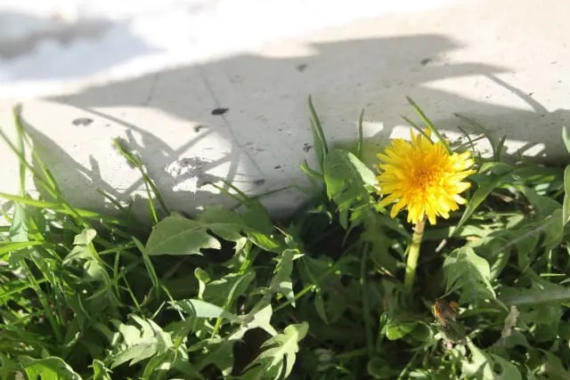 A single dandelion blossom against a wall in the lawn.