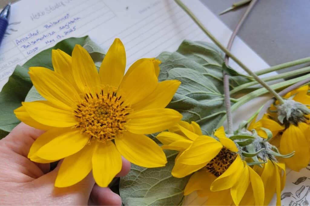 A woman's hand holds a flower of an arrowleaf balsamroot. On the table underneath her hand is note paper and more flowers.
