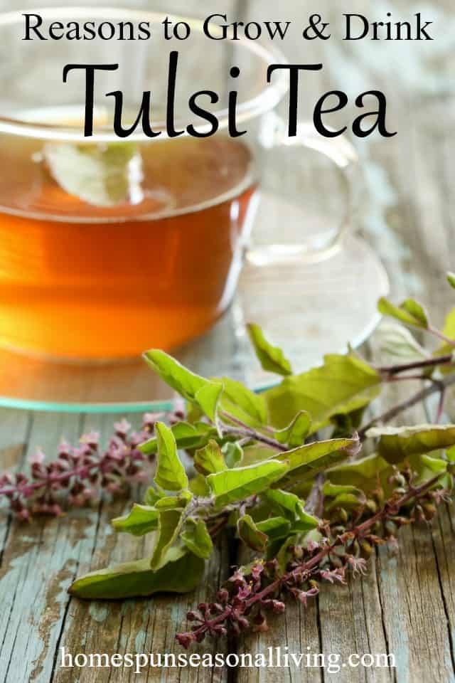 Tulsi tea with tulsi flowers.