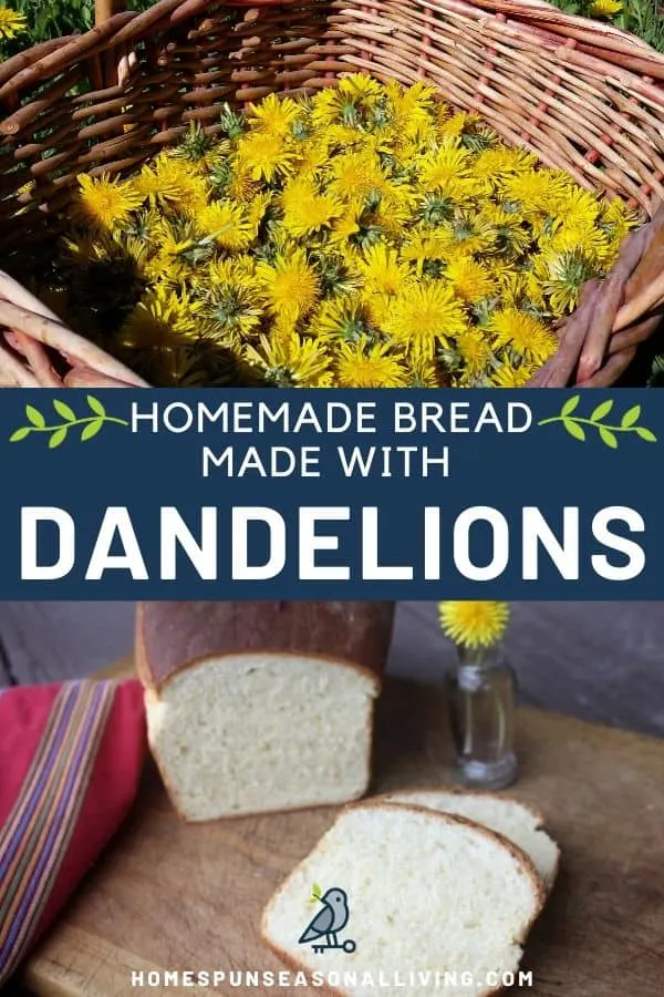 An photo of a basket of dandelions stacked on to a blue box of text in white letters stating: homemade bread made with dandelions, stacked on top of an image of slices of bread on a board with the remaining loaf and a vase of yellow dandelion flowers in the background.