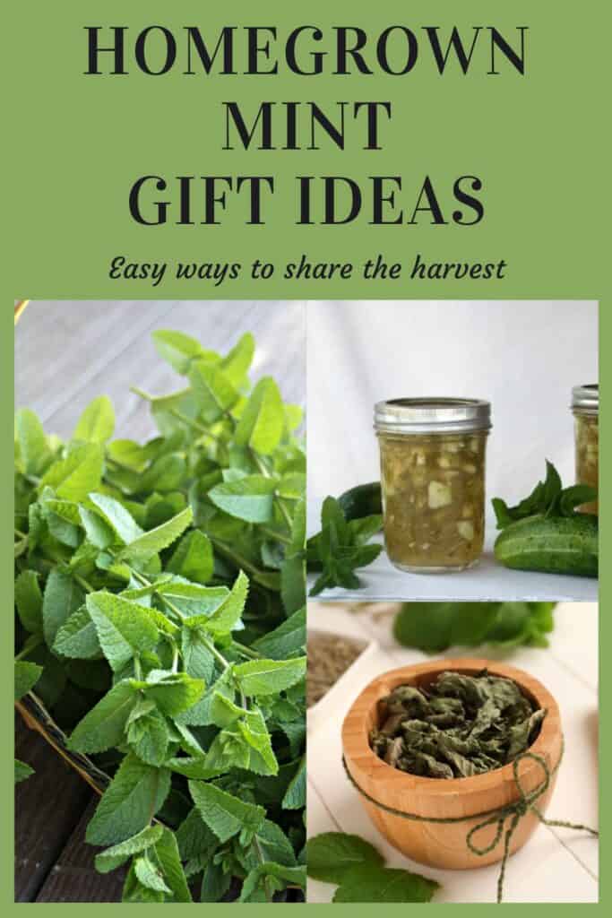 A text box header that reads: Homegrown Mint Gift Ideas - easy ways to share the harvest sits above a collage of three photos. To the left is a photo of fresh mint stems in a basket. Next to that photo are two photos stacked, on top is a photo fo jam in jars, on the bottom is a wooden bowl full of dried mint. 