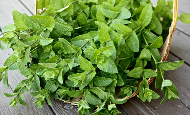 Homegrown mint in a basket.