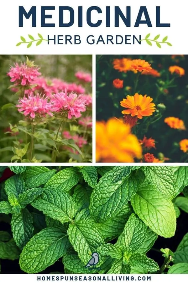 A collection of three images of garden flowers with text overlay stating medicinal herb garden.