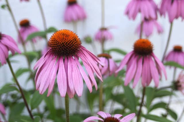 Echinacea flowers in the medicinal herb garden.