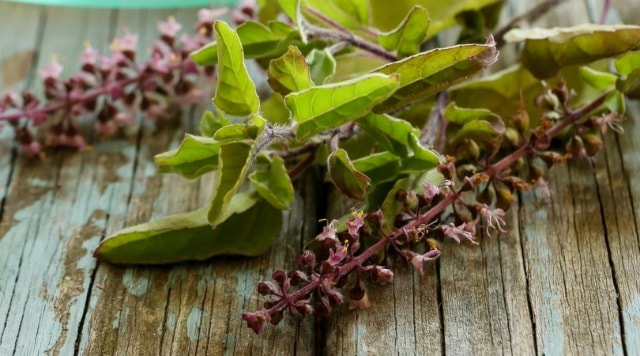 Stems of tulsi leaves and flowers.