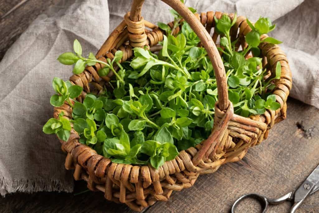 A basket of chickweed sits on a table with a burlap cloth and a pair of scissors. 