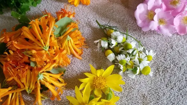 A collection of foraged flowers.