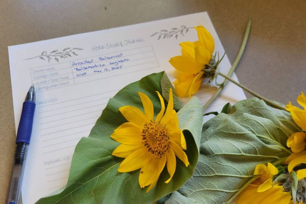 Yellow flowers and green leaves sit on top of a piece of paper labeled 'herb study journal'. A blue pen also sits on the table. 