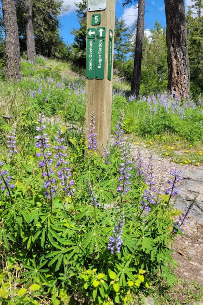 Blooming wild lupines alongside a forest trail. A trail marker in the background. 