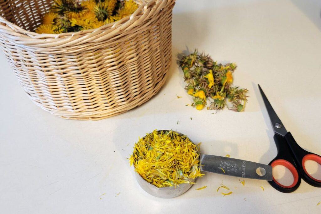 A metal measuring cup full of dandelion petals sits on a counter next to a small pair of scissors. In the background is a basket full of dandelion flower heads and the heads of flowers that thad the petals removed. 