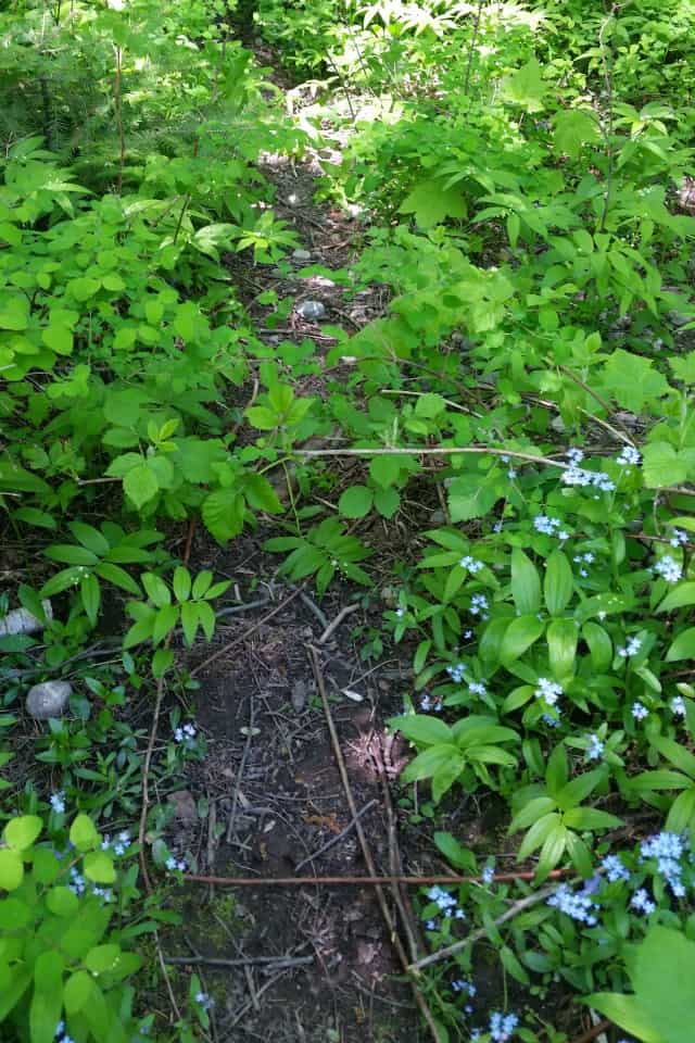 Trail in the woods surrounded by low green plants. 