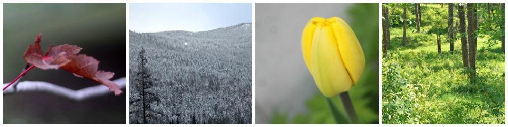 A row of photos: red maple leaf on a tree, snowy mountain scene, yellow tulip, green grass growing in the trees.