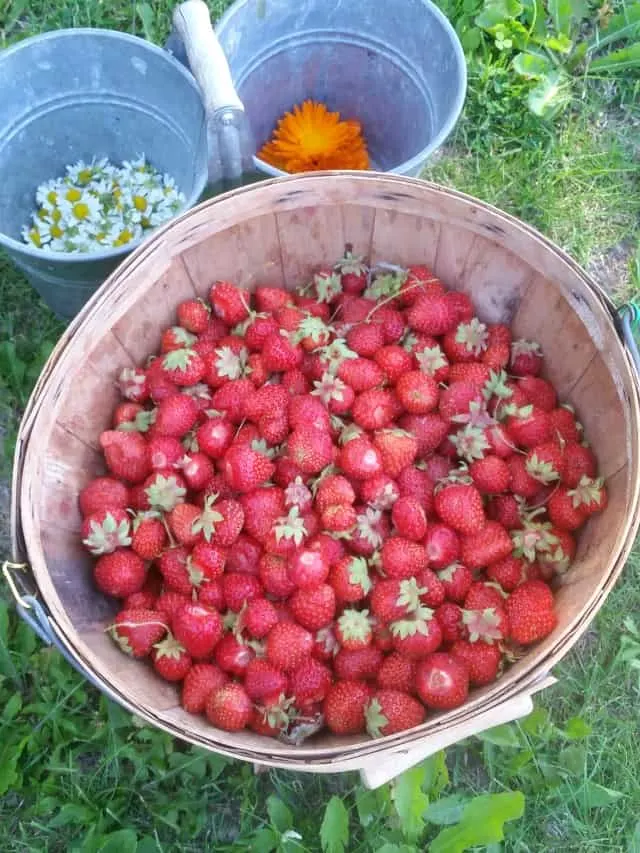 Basket of freshly harvested strawberries.