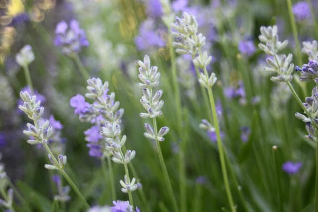 Lavender blooming in the garden.