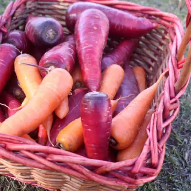 Basket of multi-colored carrots.