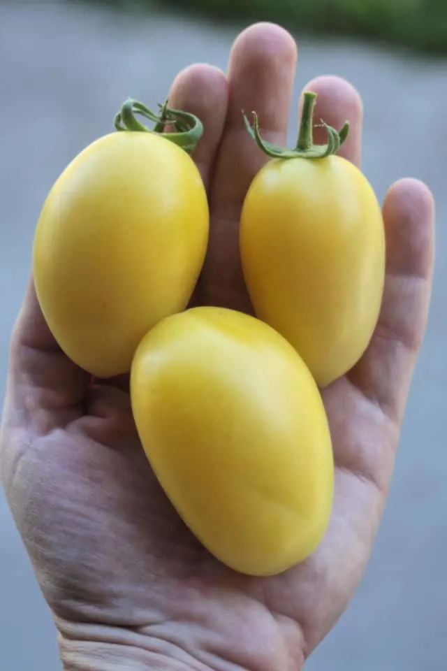 3 yellow tomatoes in the palm of a hand.