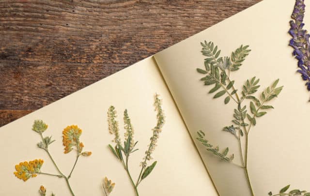 Pressed flowers sitting on the open pages of a journal.