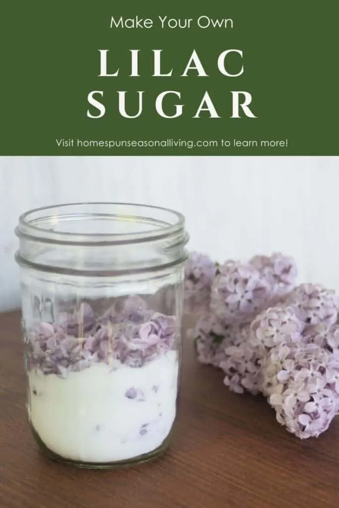 A canning jar full of sugar and lilac blossoms sitting next to a stem of lilac flowers on a table with text overlay stating: make your ownlilac sugar.