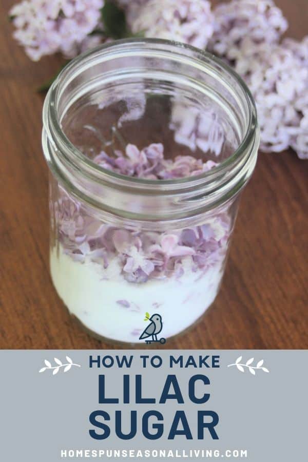 An open canning jar full of sugar and lilac blossoms sitting next to a stem of lilac flowers on a table with text overlay stating: how to make lilac sugar.