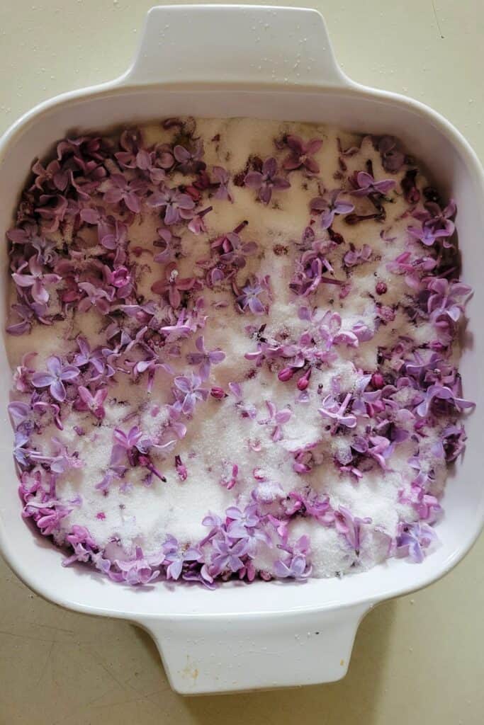 Fresh lilac blossoms and sugar tossed together in a small square pan. 