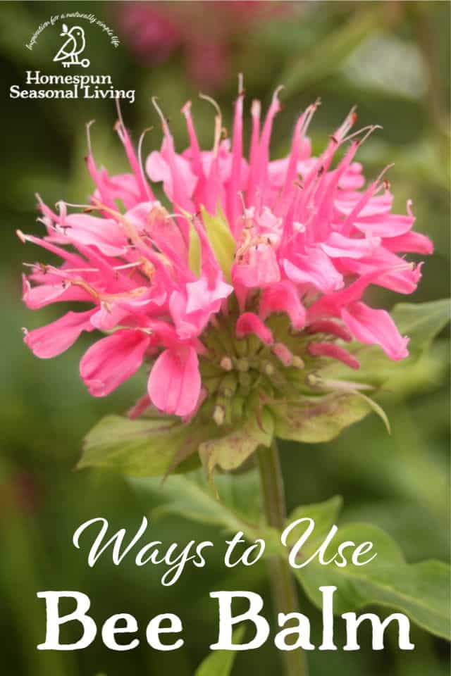 A pink bloom of bee balm with text overlay