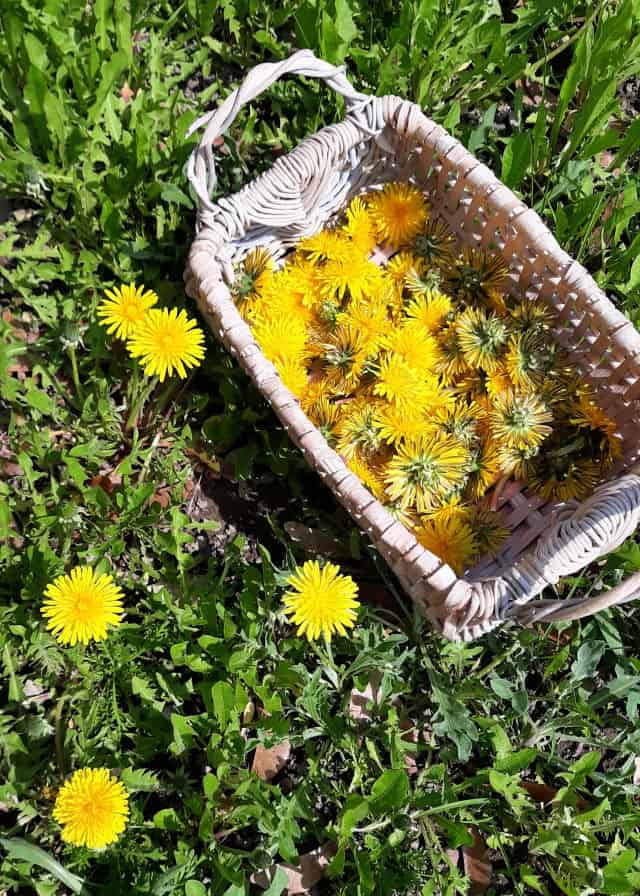 A basket of dandelion flowers sitting on the ground next to blooming dandelions in grass.