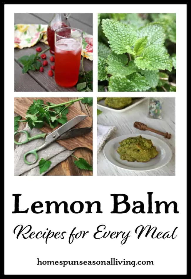A collage of lemon balm recipe photos with text overlay.