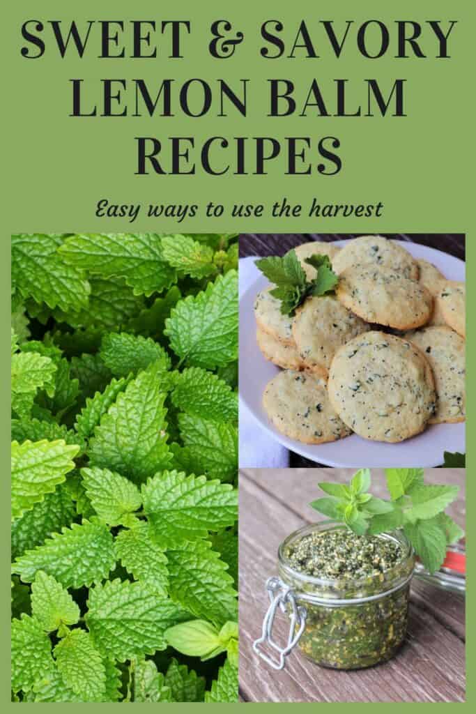 A green text box reads: sweet & savory lemon balm recipes: easy ways to use the harvest. Underneath the text box is an image of fresh lemon balm growing in the garden. Next to that image is two images stacked, the top image is of lemon balm cookies, the bottom image is a pesto in an open jar. 