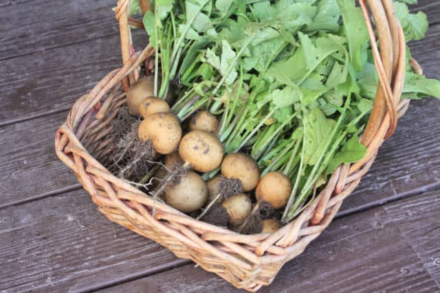 Basket of fresh zlata radishes.