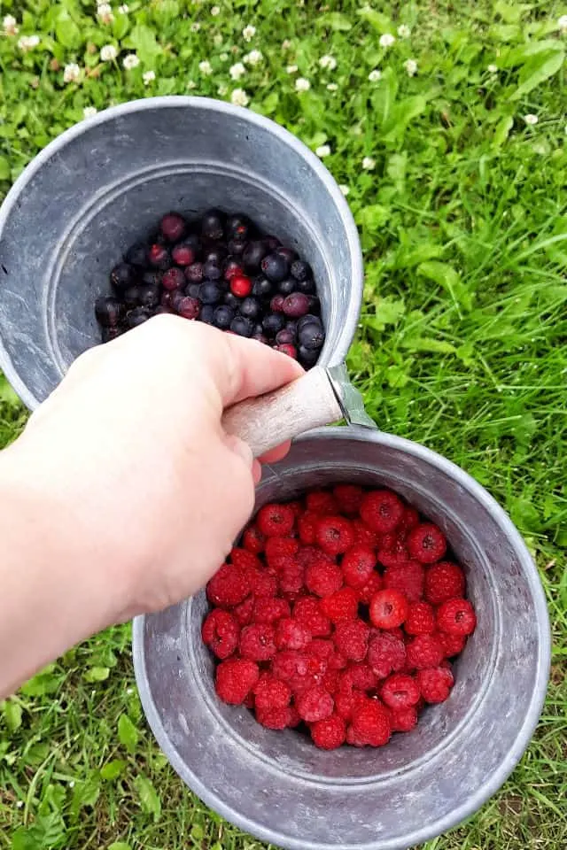 A bucket of freshly harvested wild and homegrown berries to be used in mixed berry pie.