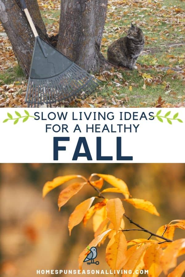 A photo collage of fall leaves and a cat with a rake surrounded by fall leaves with text overlay.