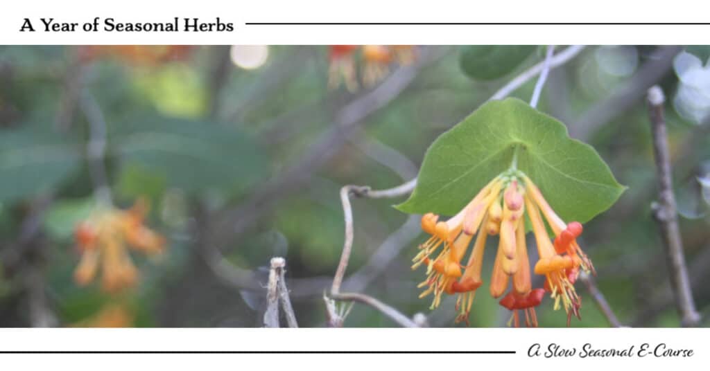 Orange honeysuckle flowers hanging from the vine with text overlay.