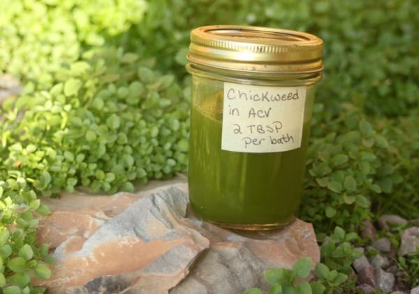 A sealed and labeled jar of chickweed bath vinegar sitting on a rock surrounded by fresh growing chickweed.