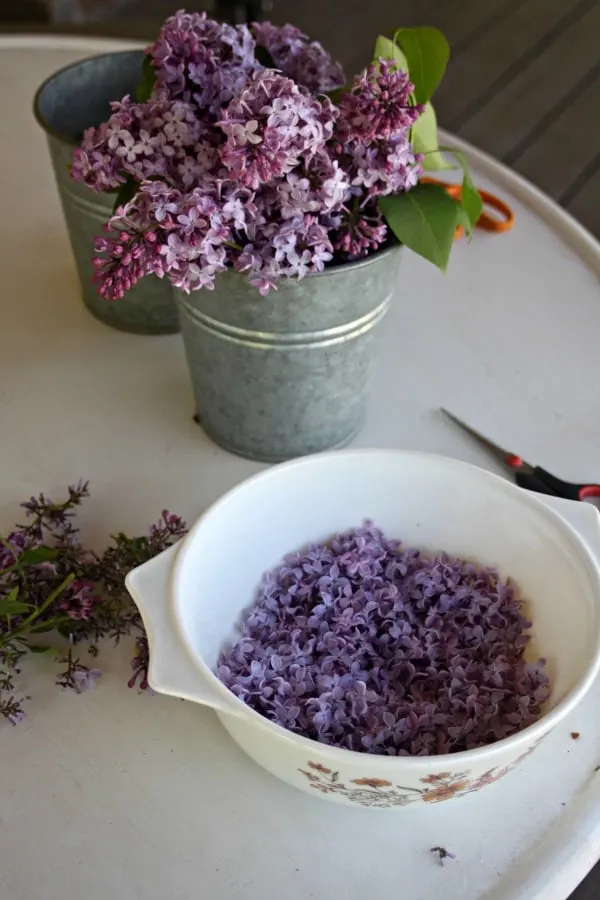 A metal bucket filled with lilac branches sitting behind a white bowl of lilac blossoms snipped from their stems.