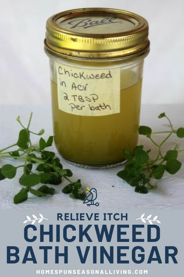 A labeled jar of chickweed bath vinegar on a white table surrounded by stems of fresh chickweed and a text overlay.