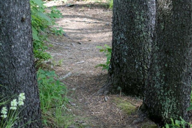 A dirt path winding through the trees of a forest.