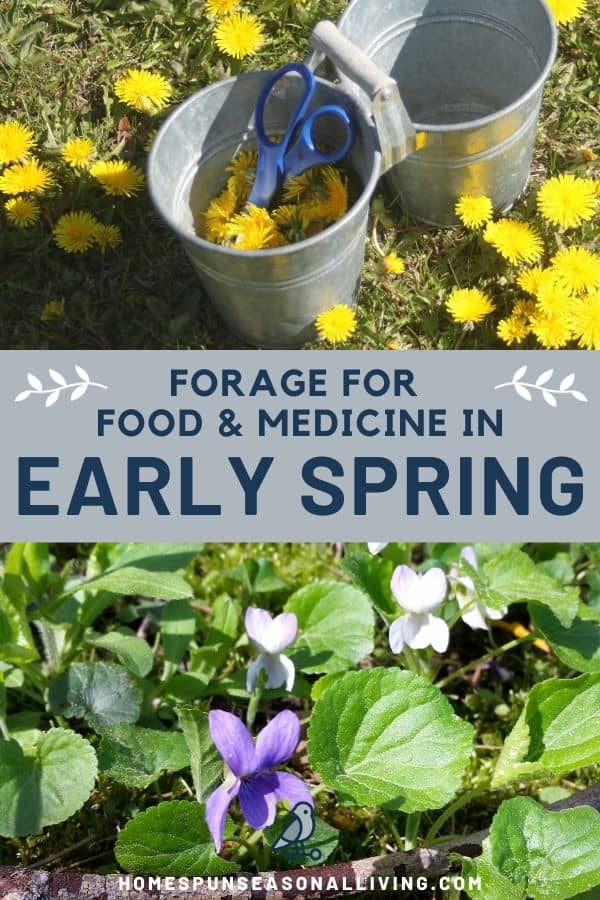 A collage of stacked photos a metal bucket in a lawn of dandelion flowers on top, text overlay in the middle, and a field of wild violets on the bottom.