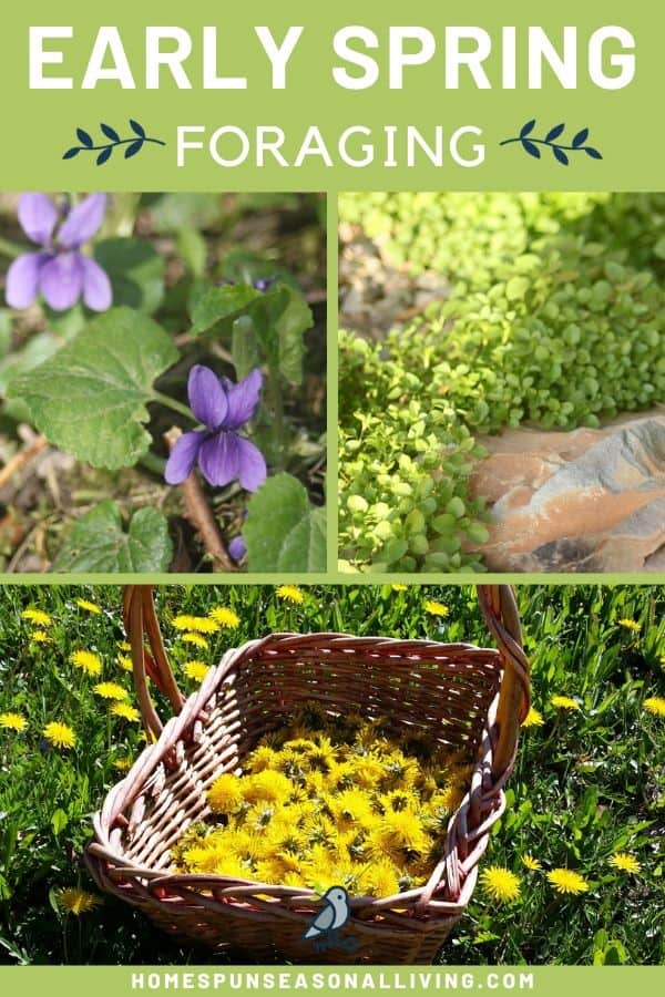 A collage of 3 photos showing a wild violet, growing chickweed, and a basket of dandelions with text overlay.