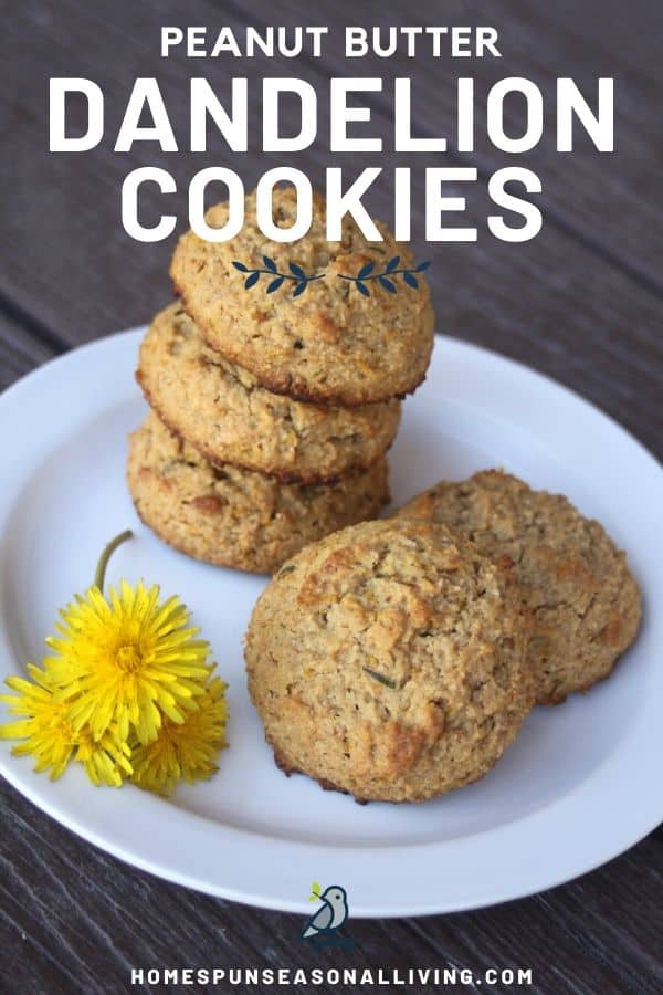 Dandelion peanut butter cookies on a white plate with fresh dandelion blossoms as a garnish with text overlay.