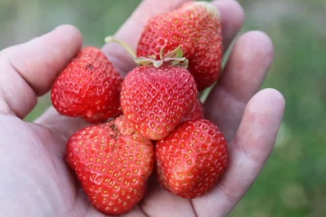 A handful of fresh strawberries.
