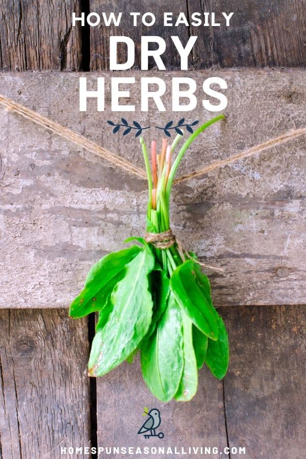 A bunch of herbs tied to a string and hanging in front of a wood wall. 