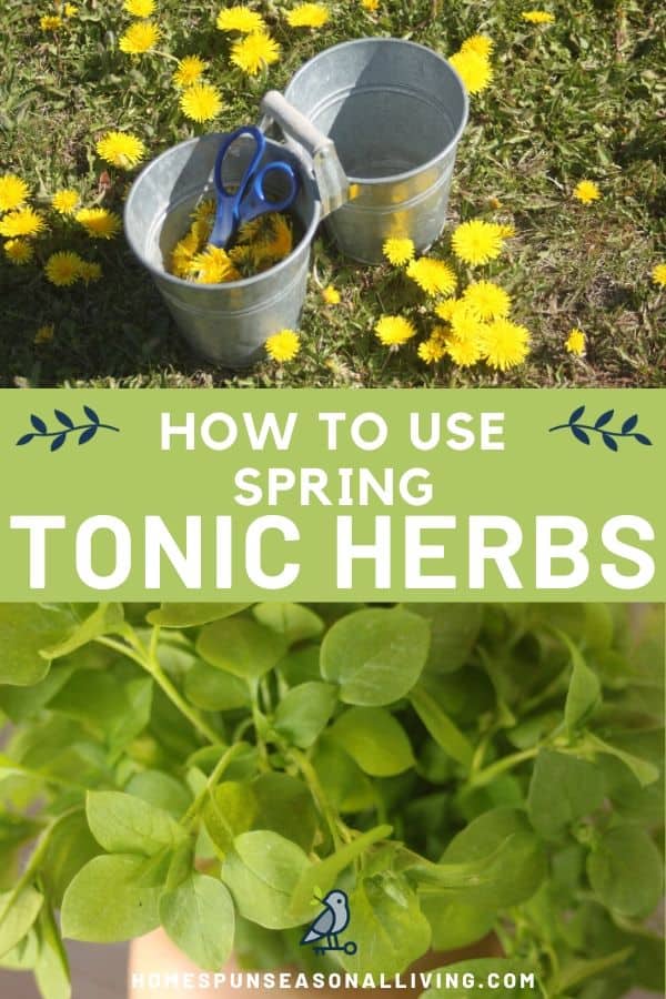 A photo of a bucket in a field of dandelions stacked on top of a text overlay and bunch of fresh chickweed leaves.