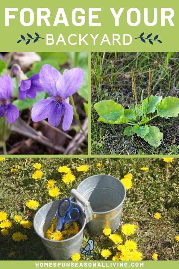 A collage of photos including a purple violet, plantain herb, and dandelions with a bucket and text overlay.